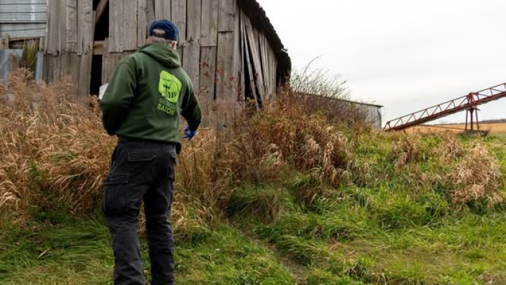 Opération de vaccination des animaux sauvages contre la rage du raton laveur dans votre municipalité