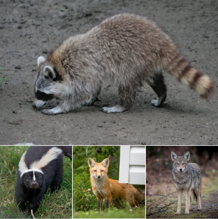 NE DÉPLACEZ PAS LES RATONS LAVEURS, LES MOUFFETTES, LES RENARDS ET LES COYOTES : C'EST INTERDIT!